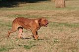 DOGUE DE BORDEAUX 427